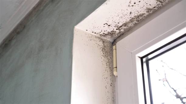Asbestos and Lead Testing During Mold Inspection in Yorktown, IN