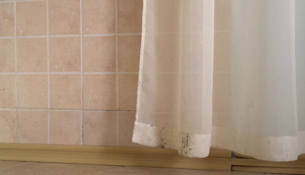 Professional Mold Removal in Yorktown, IN
