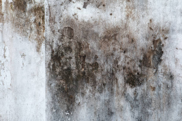 Best Airborne Mold Testing  in Yorktown, IN