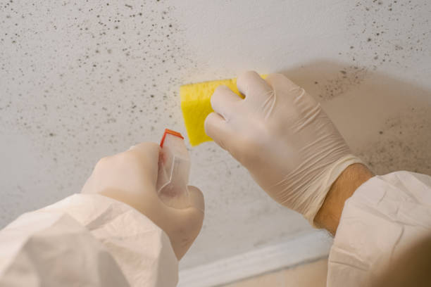 Best Mold Documentation for Insurance Claims  in Yorktown, IN