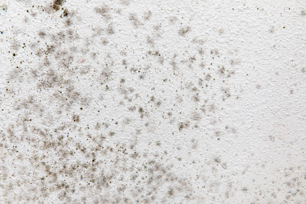 Best Comprehensive Air Testing for Mold Contaminants  in Yorktown, IN