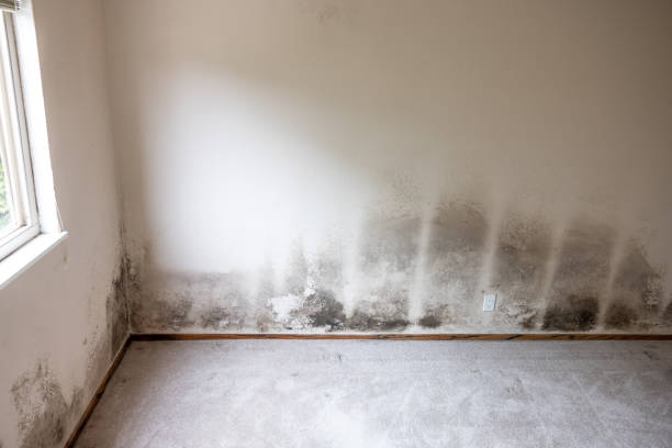 Environmental Consulting for Mold Prevention in Yorktown, IN