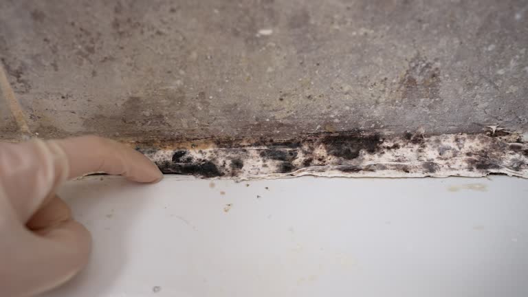 Best Biohazard Mold Removal  in Yorktown, IN