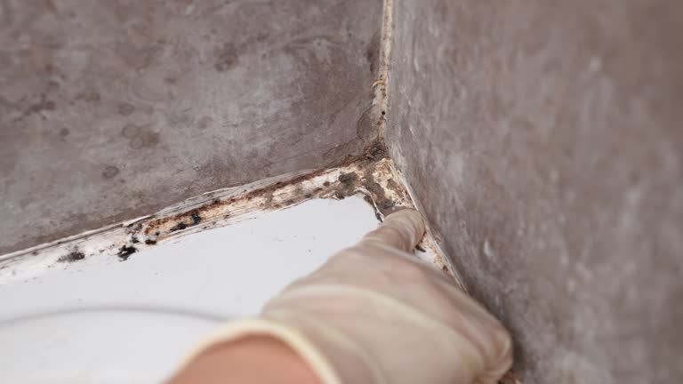 Best Residential Mold Inspection & Testing  in Yorktown, IN